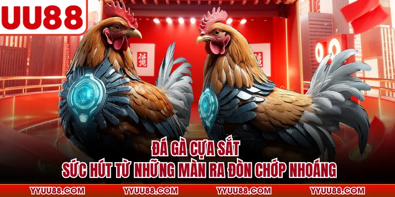 Đá Gà Cựa Sắt - Sức Hút Từ Những Màn Ra Đòn Chớp Nhoáng