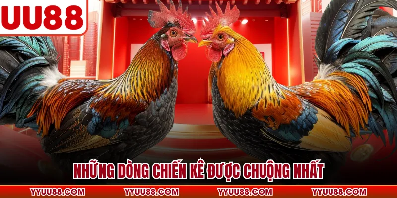 Những dòng chiến kê được chuộng nhất